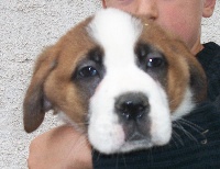 CHIOT